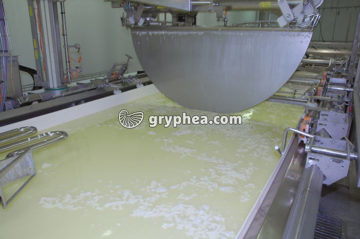 Fabrication du fromage - Enlèvement des diaphragmes avant égouttage du caillé - gryphea.com